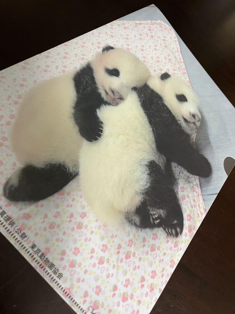 Amazon.co.jp: 上野動物園 パンダ クリアファイル シャオシャオ